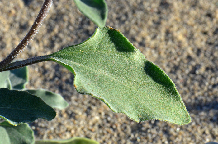 Showy Sunflower leaves are light gray- green, mostly alternate and with long stems (petioles); shape lanceolate to ovate, densely stiff- or soft-hairy. Helianthus niveus Showy Sunflower leaves are light gray- green, mostly alternate and with long stems (petioles); shape lanceolate to ovate, densely stiff- or soft-hairy. Helianthus niveus